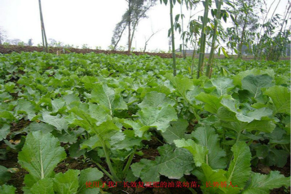 油菜案例